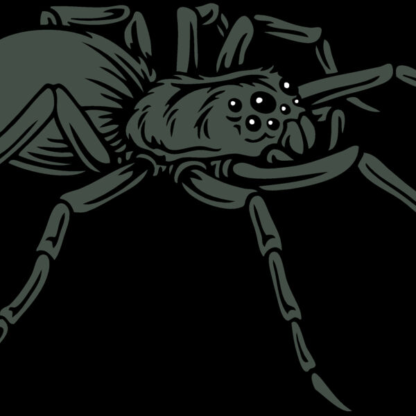 ES2spider001CLR Thumbnail