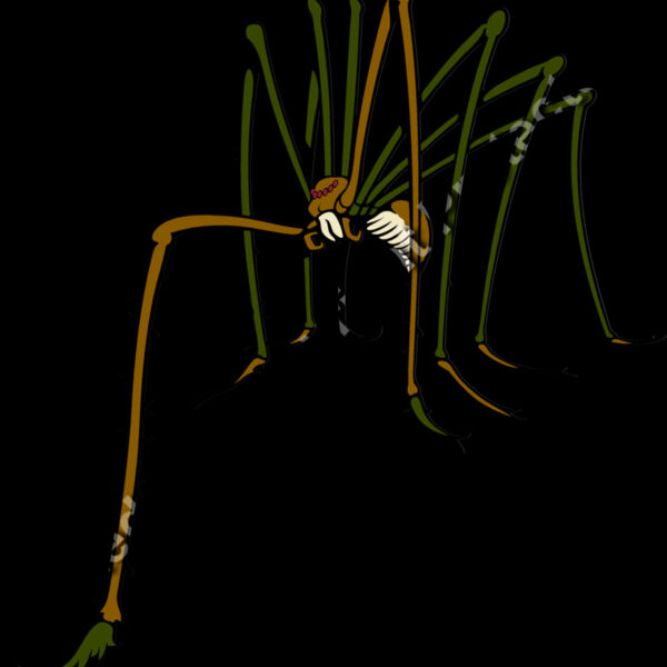 ES3spider02clr Thumbnail