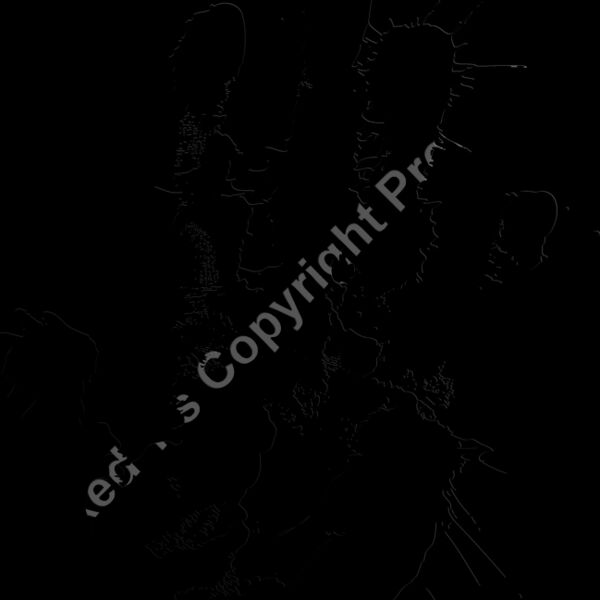 ES3splat10bw Thumbnail